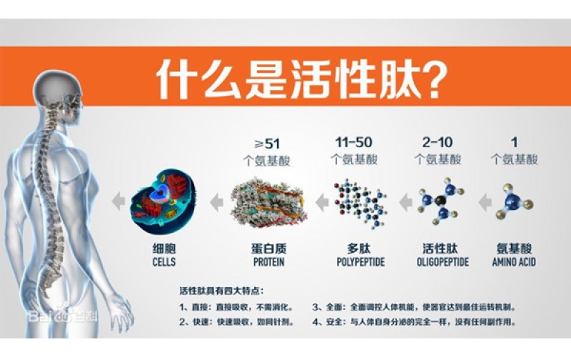 肽，對身體的十大益處